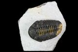 Adrisiops Weugi Trilobite - Recently Described Phacopid #110727-1